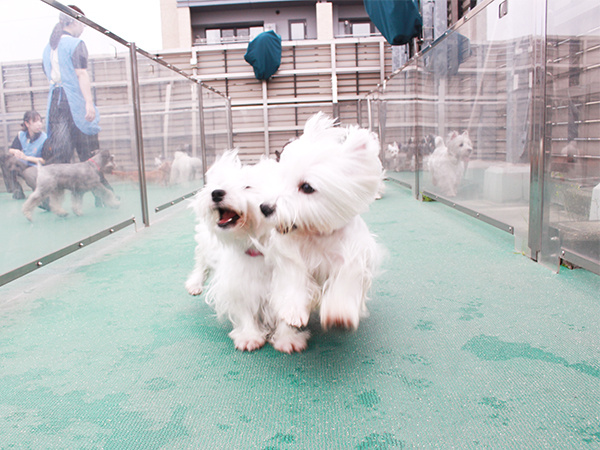 生徒とモデル犬が大好きなドッグラン♪